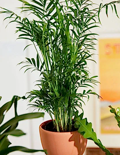 Parlor Palm