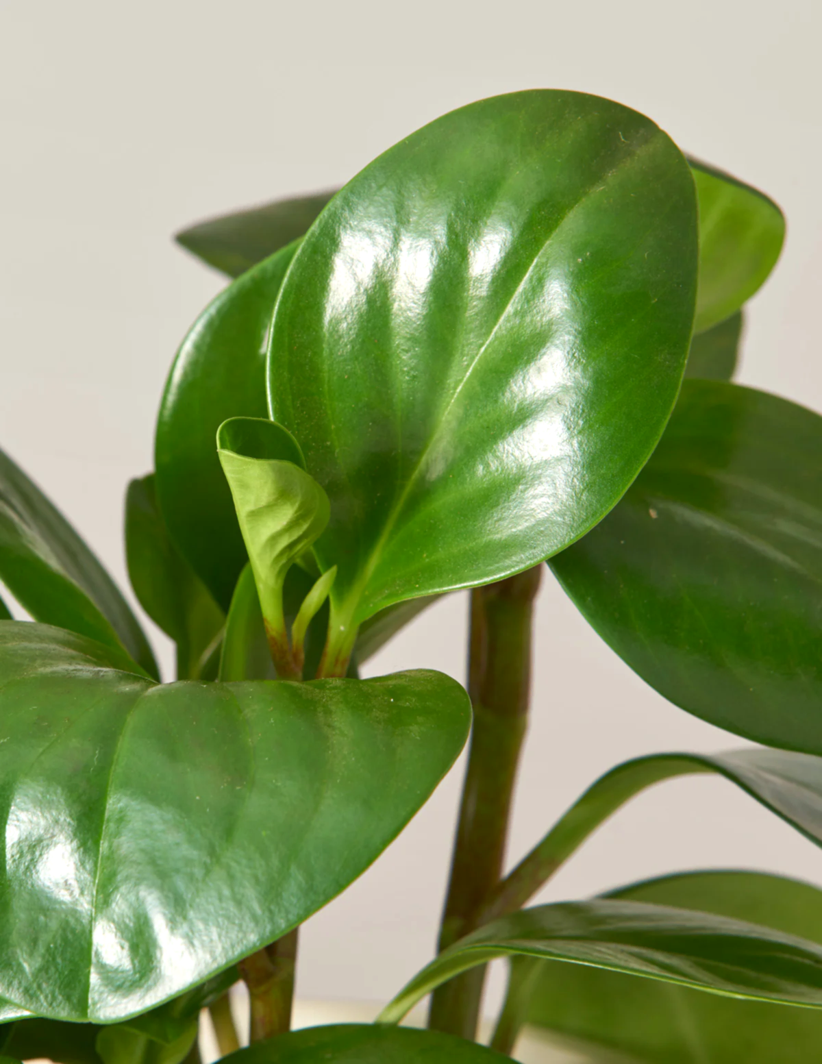 Baby Rubber Plant