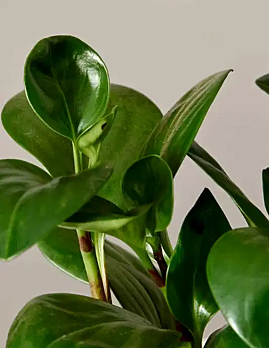 Baby Rubber Plant