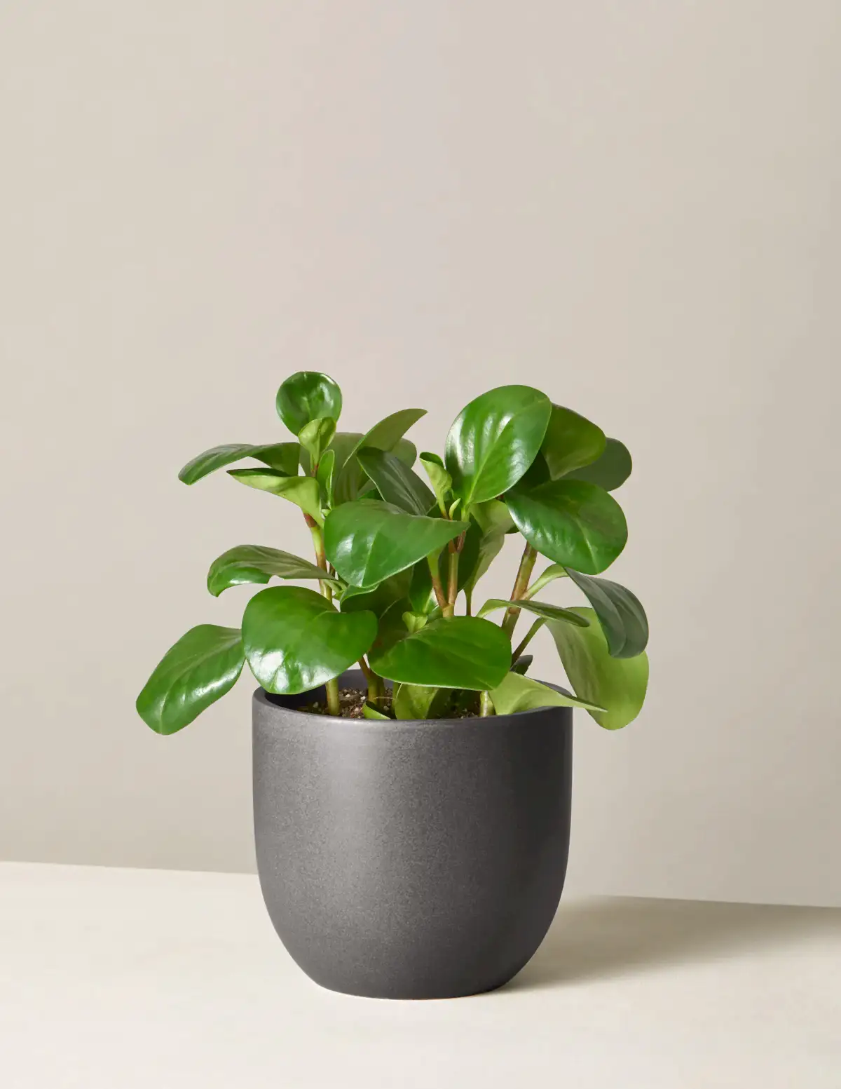 Baby Rubber Plant