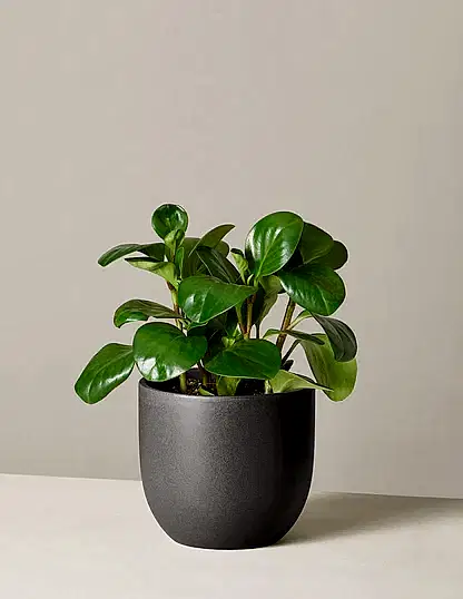 Baby Rubber Plant