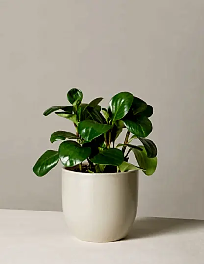 Baby Rubber Plant