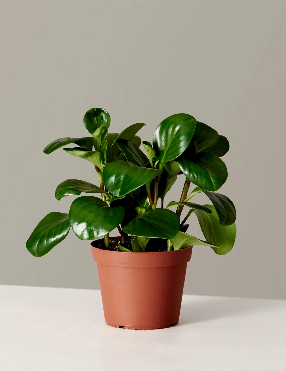 Baby Rubber Plant