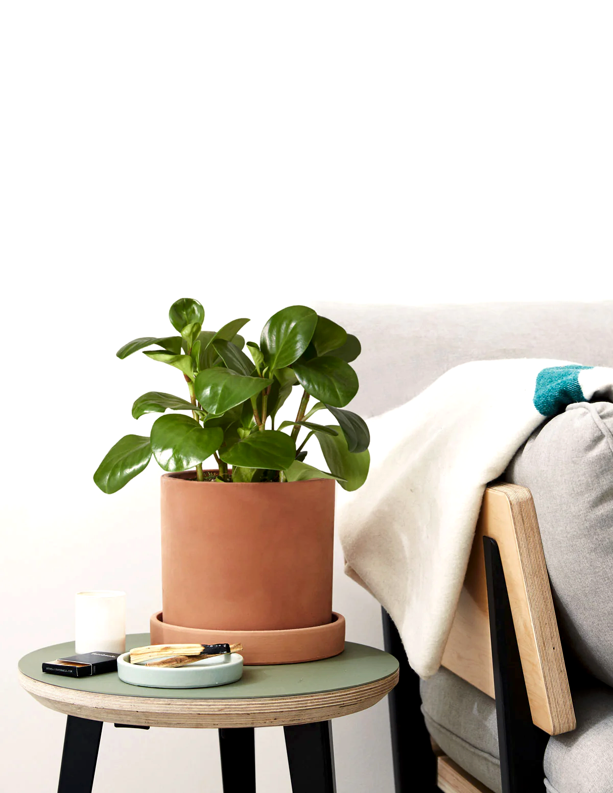 Baby Rubber Plant
