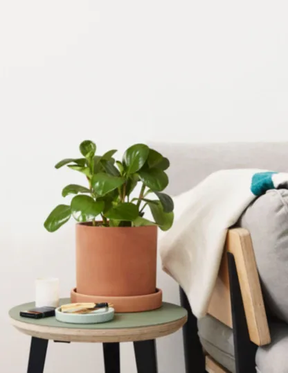 Baby Rubber Plant