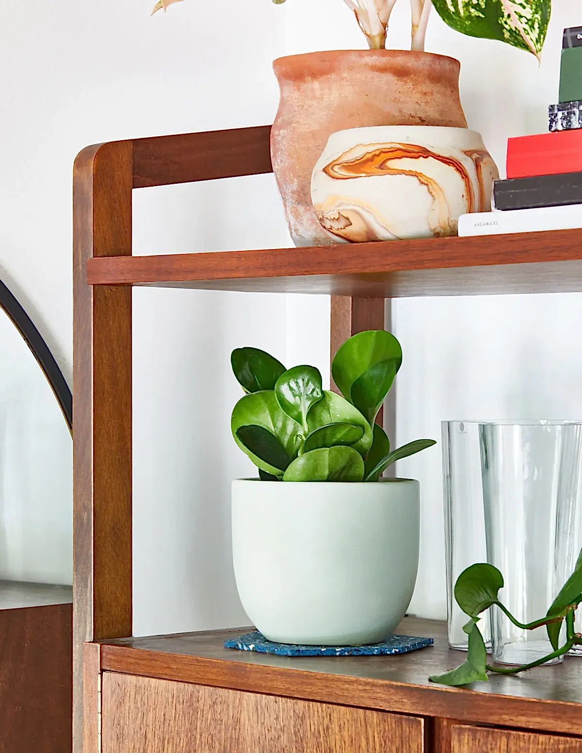 Baby Rubber Plant