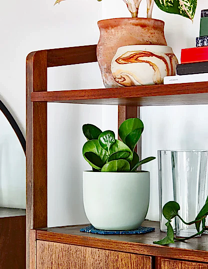 Baby Rubber Plant