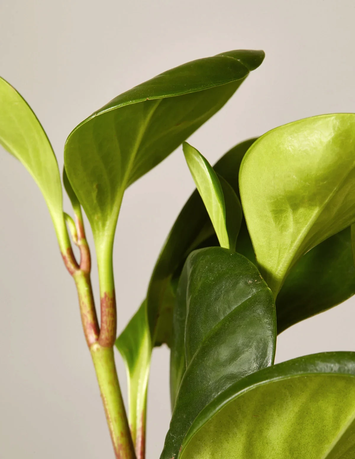 Baby Rubber Plant