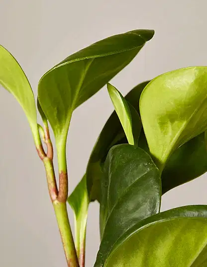 Baby Rubber Plant