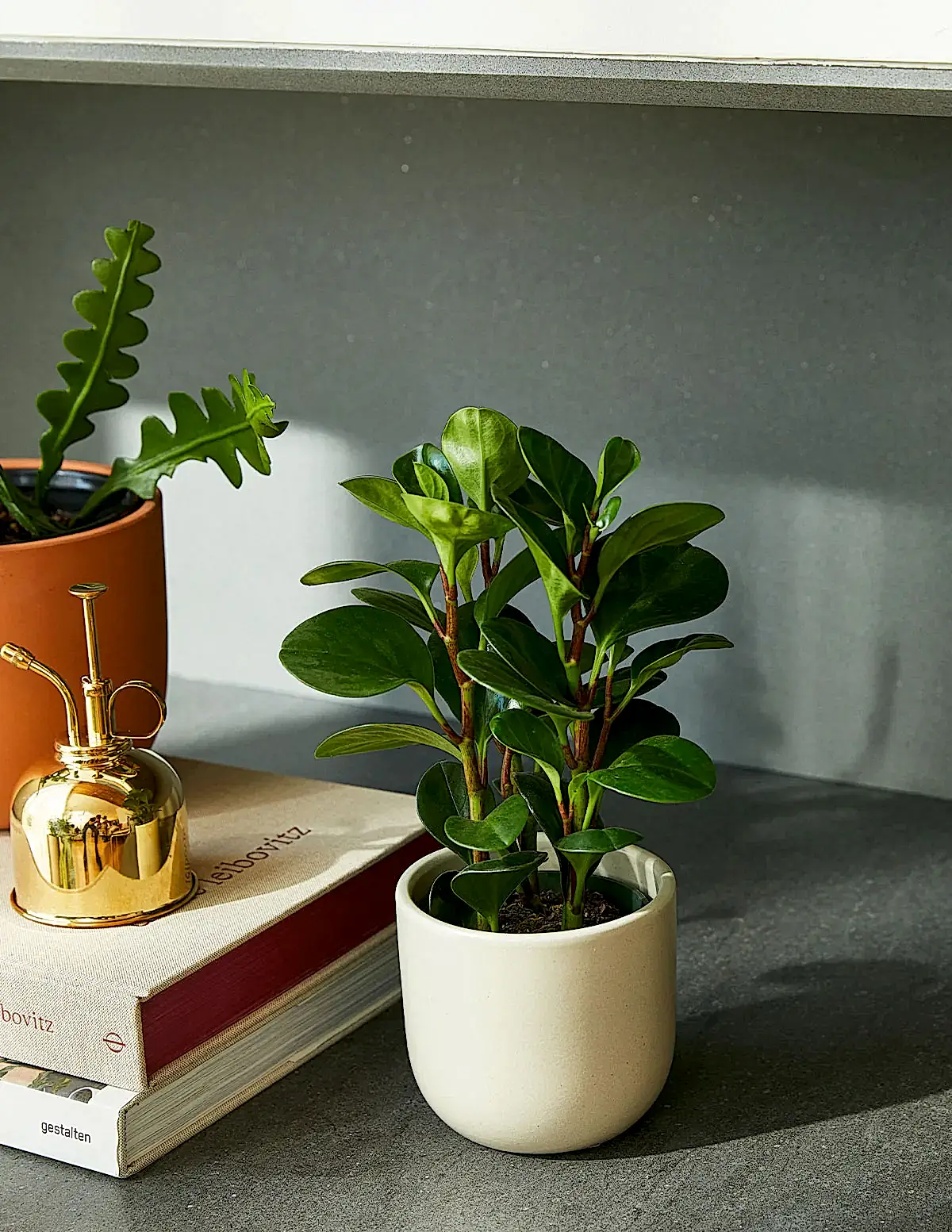 Baby Rubber Plant