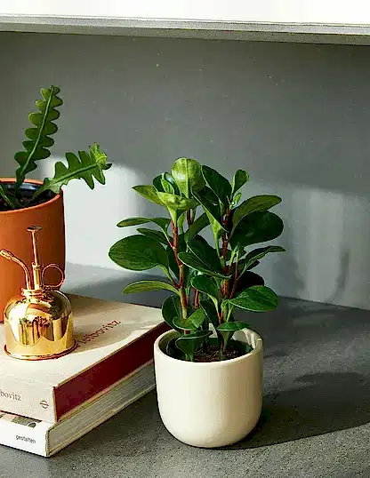 Baby Rubber Plant