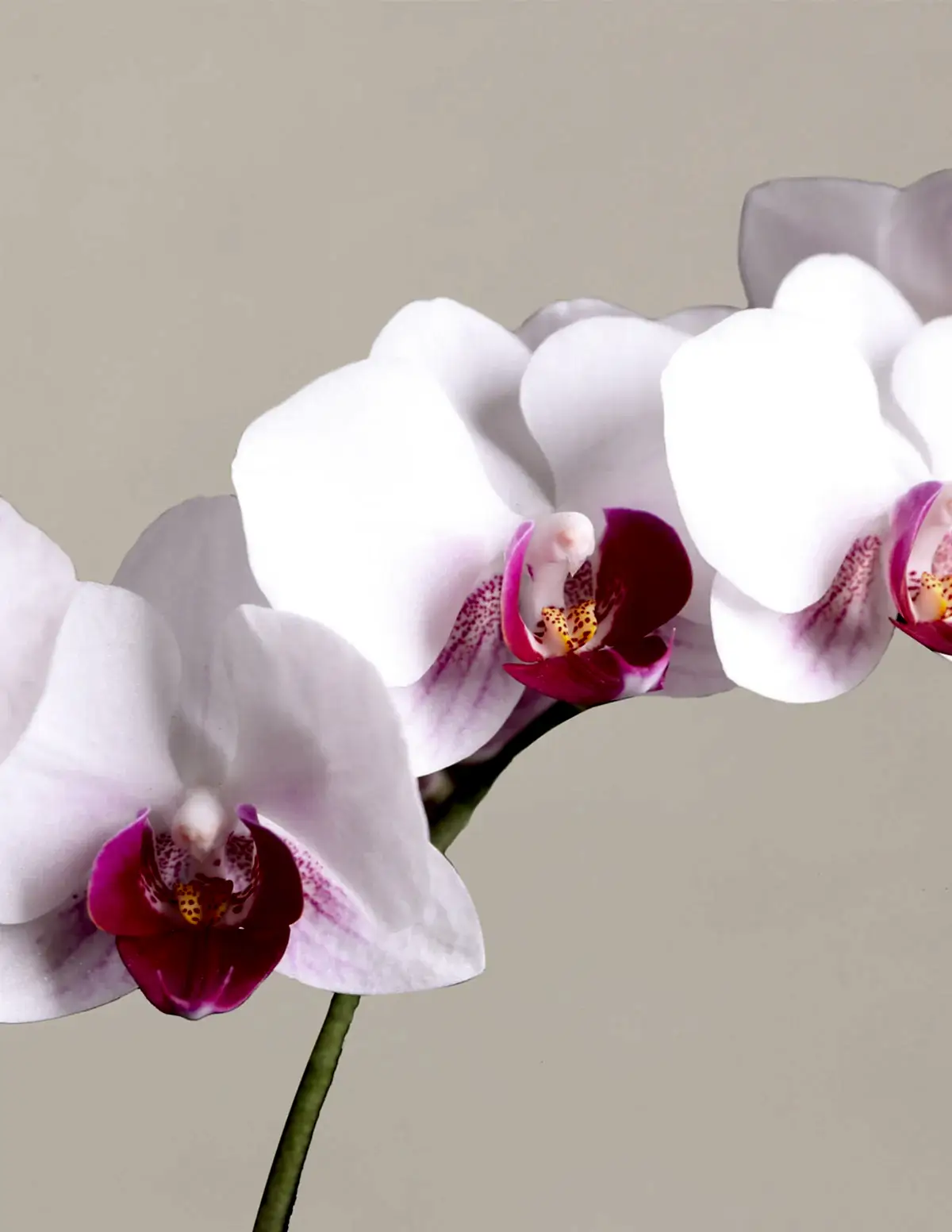 Petite White Orchid