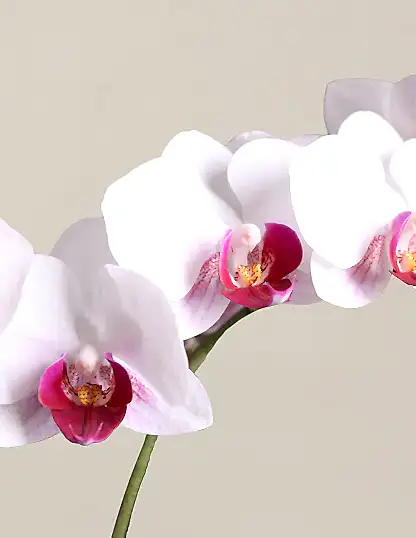Petite White Orchid