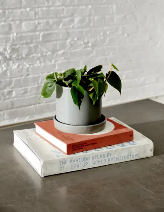 Heartleaf Philodendron