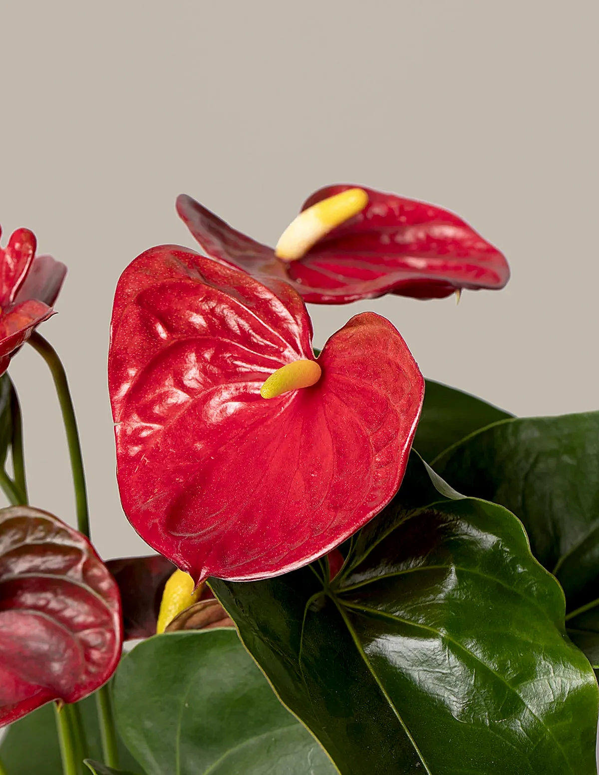 Red Anthurium