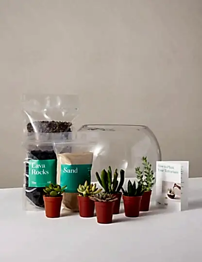 DIY Terrarium Kit