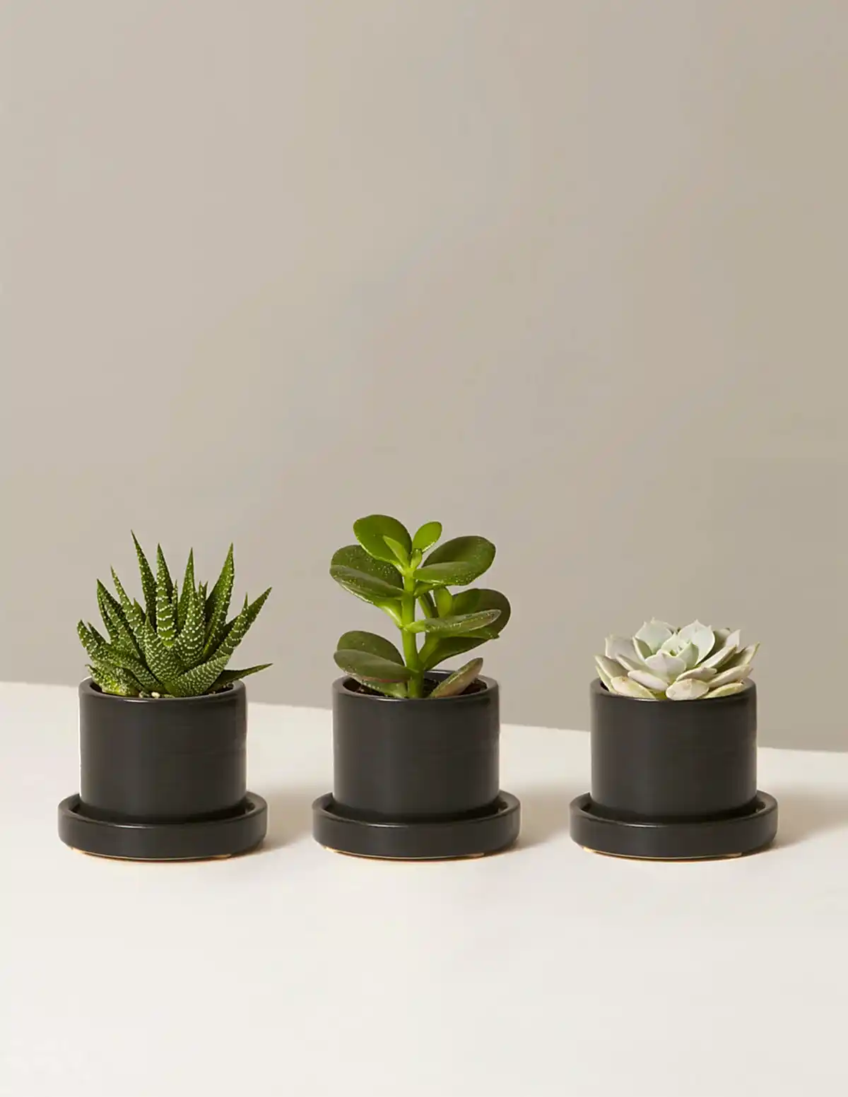 Succulent Assortment