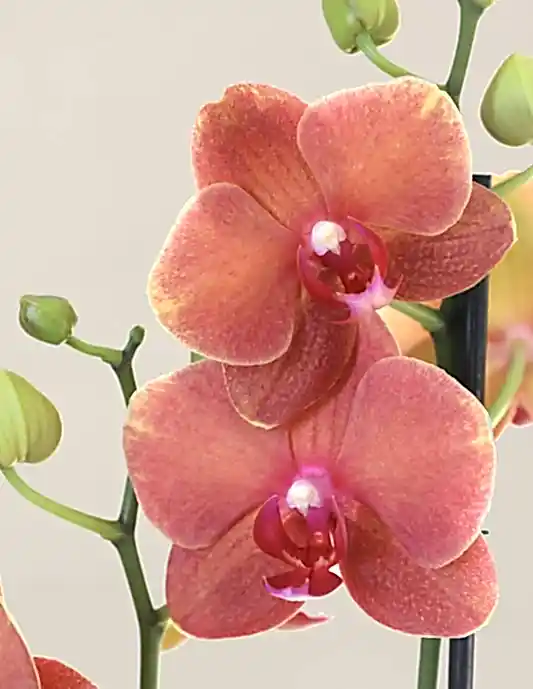 Sunrise Orchid