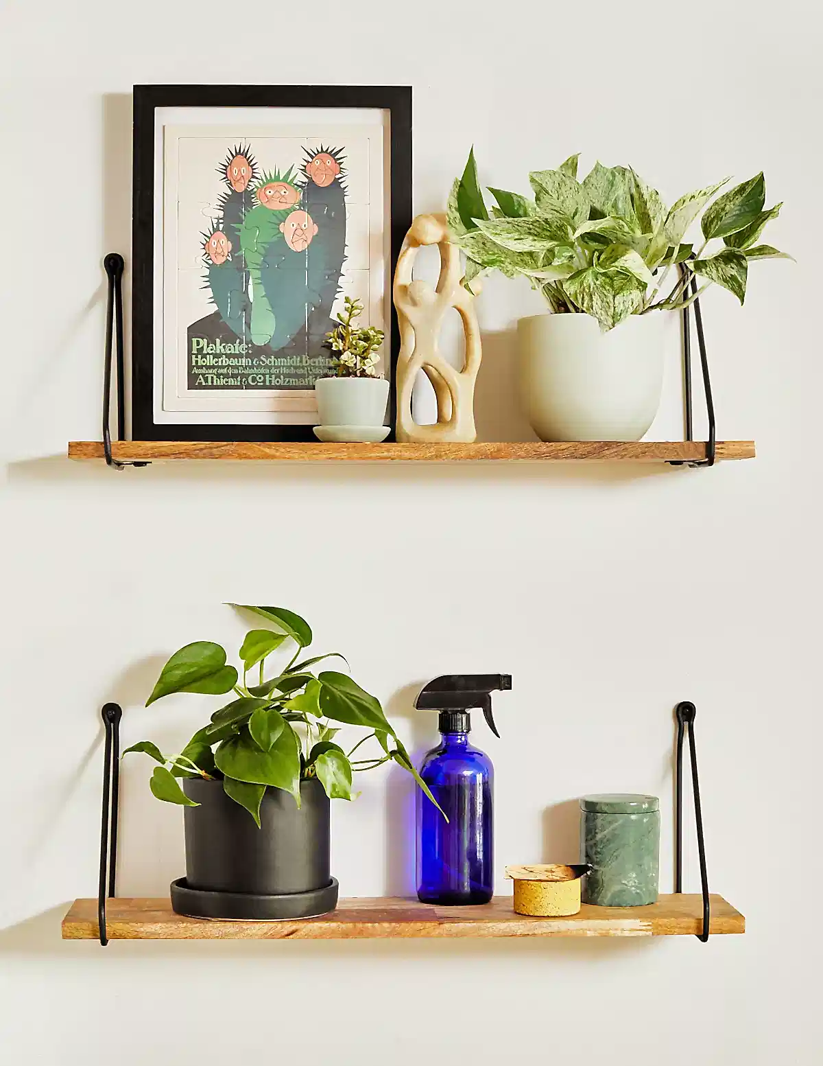 Pothos Marble Queen