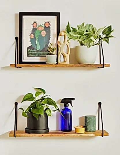Pothos Marble Queen