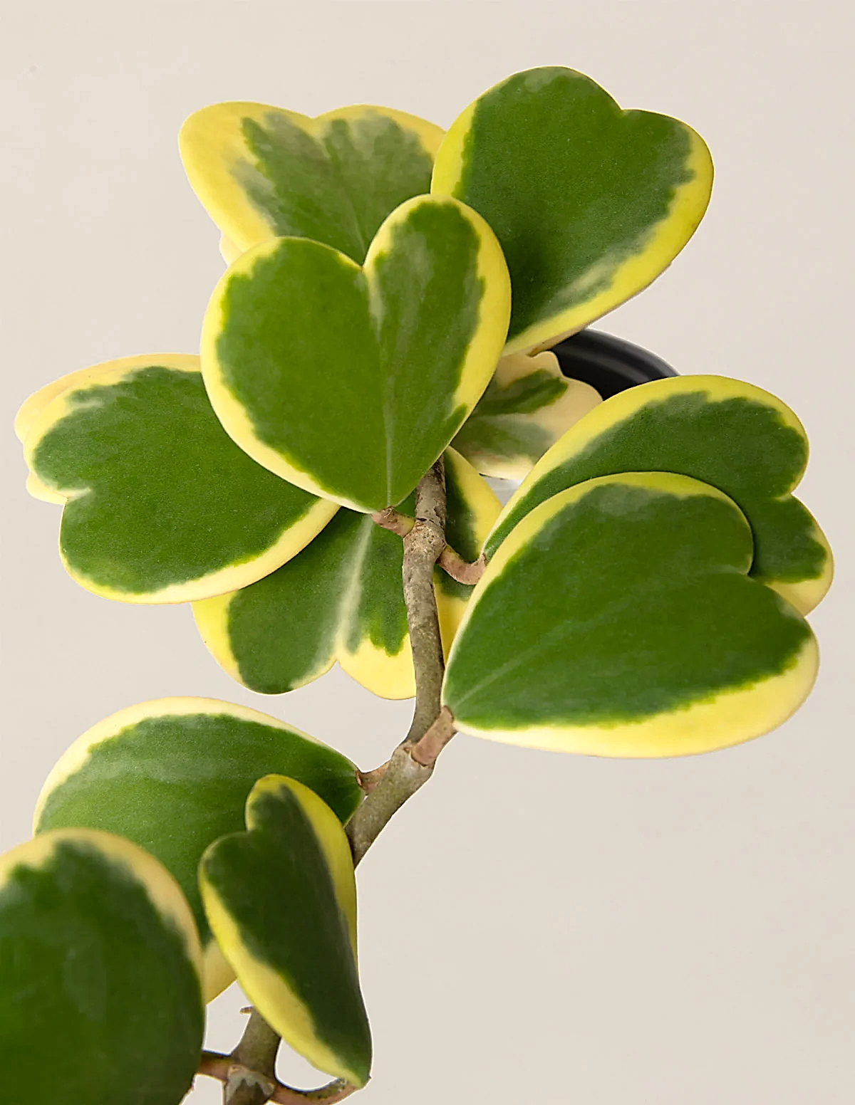 Trailing Hoya Heart