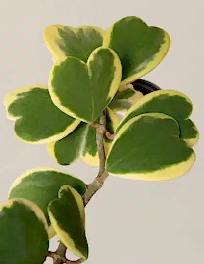 Trailing Hoya Heart