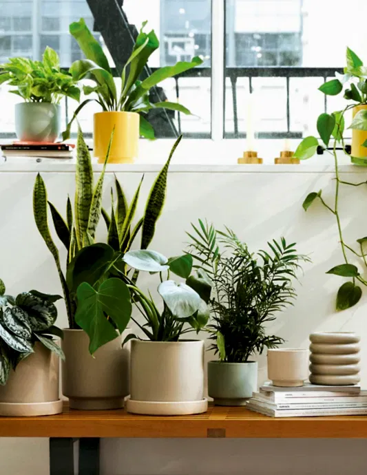 Virtual Plant Appointment