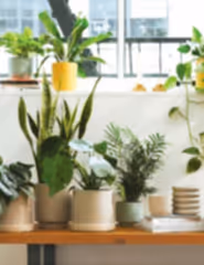 Virtual Plant Appointment