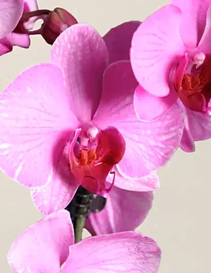 Pink Watercolor Orchid