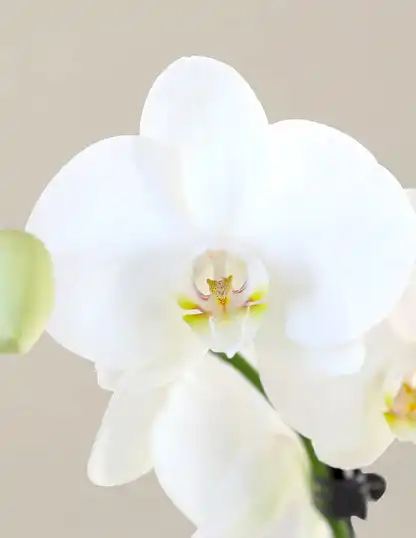 White Orchid