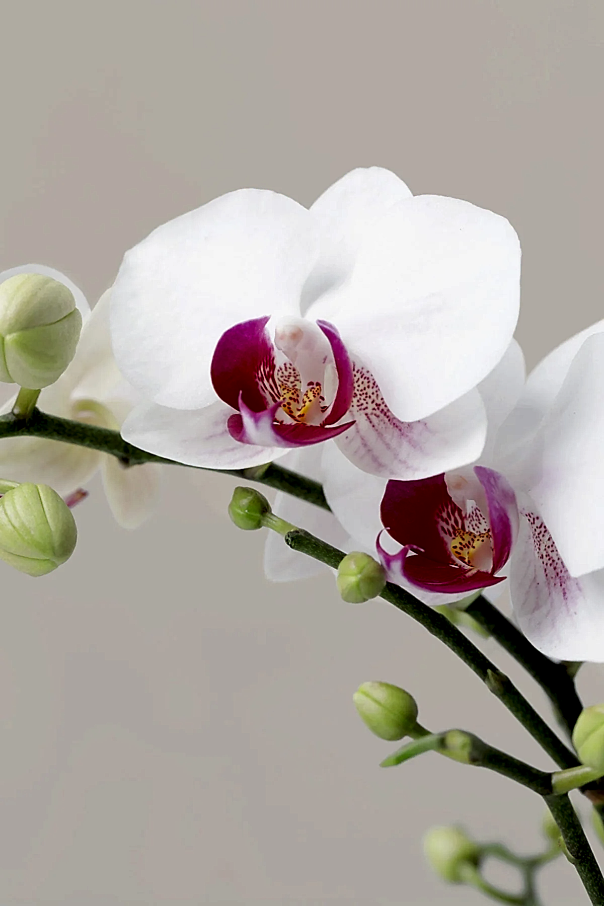 Petite White Orchid