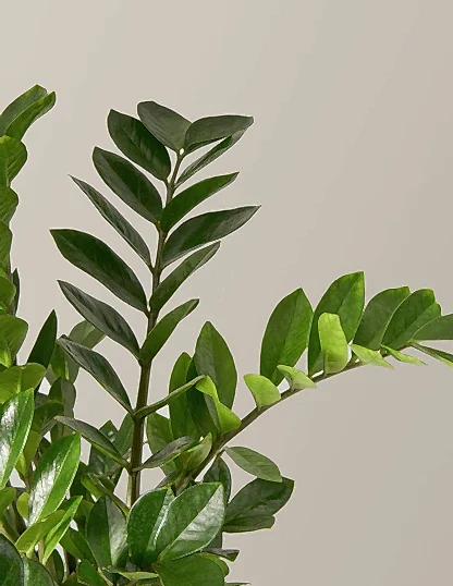 ZZ Plant