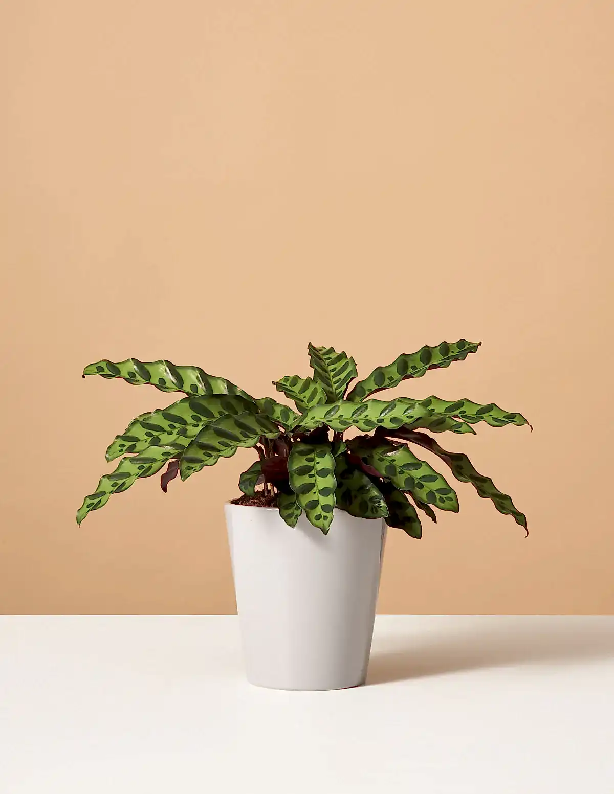 Calathea Rattlesnake
