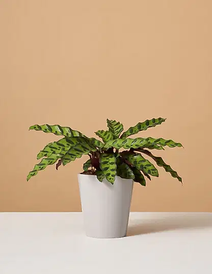 Calathea Rattlesnake