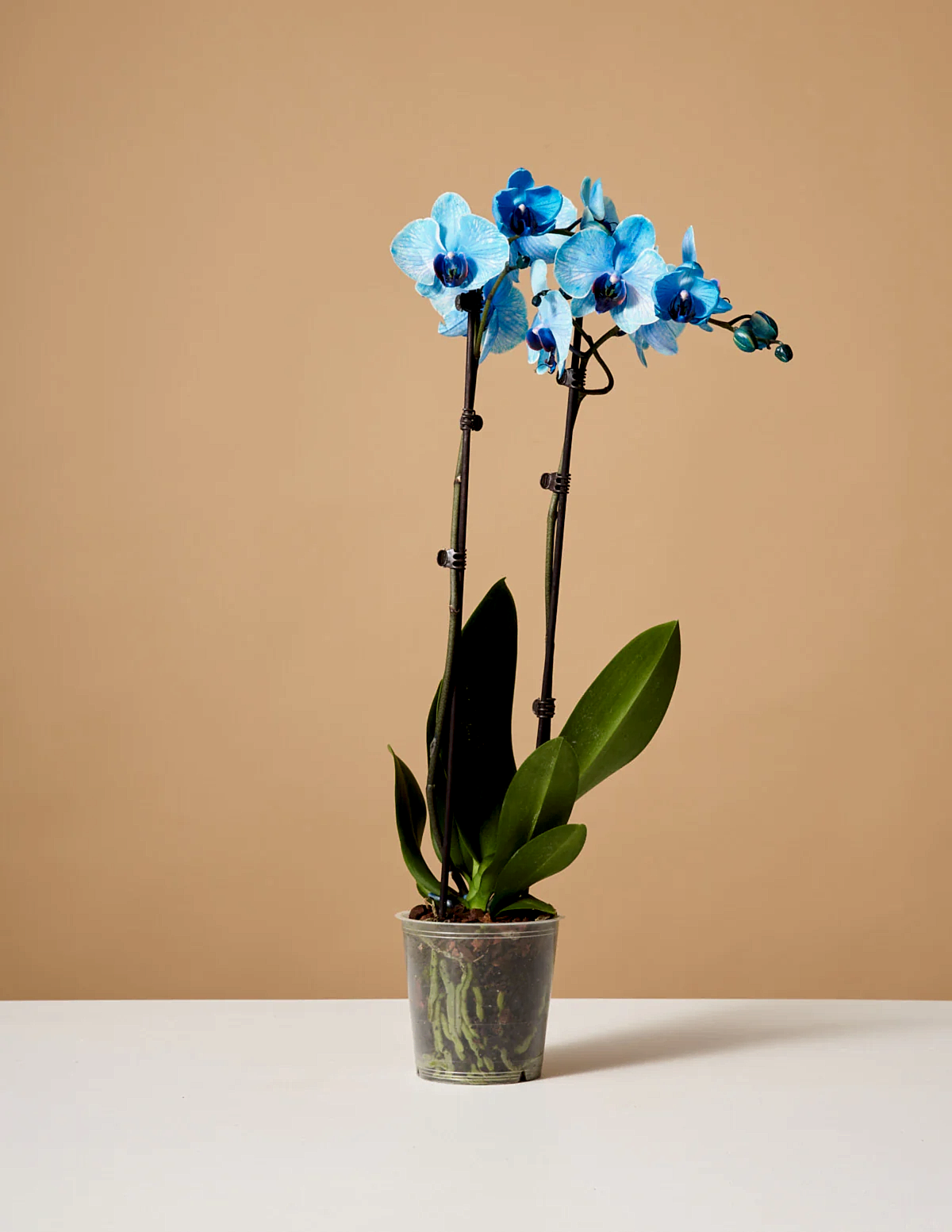 Blue Watercolor Orchid