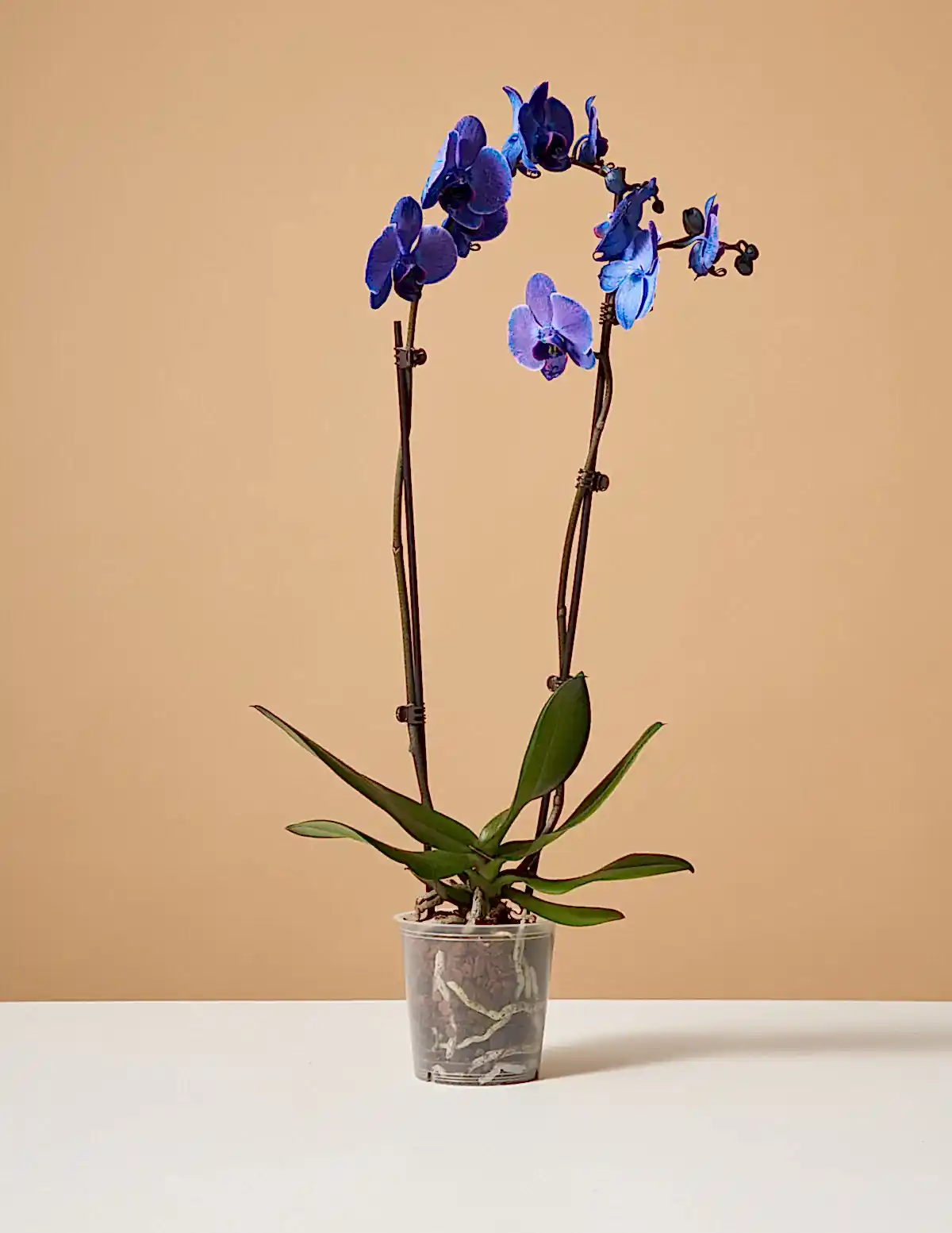 Dark Purple Watercolor Orchid