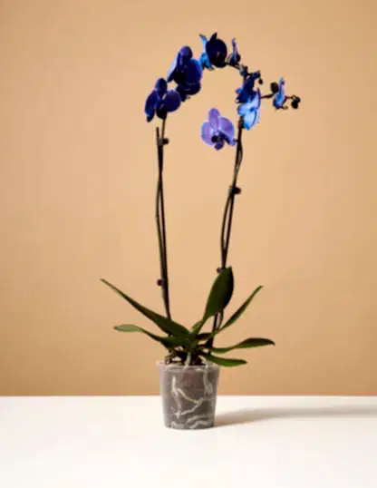 Dark Purple Watercolor Orchid