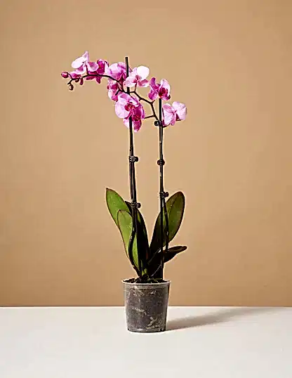 Pink Watercolor Orchid