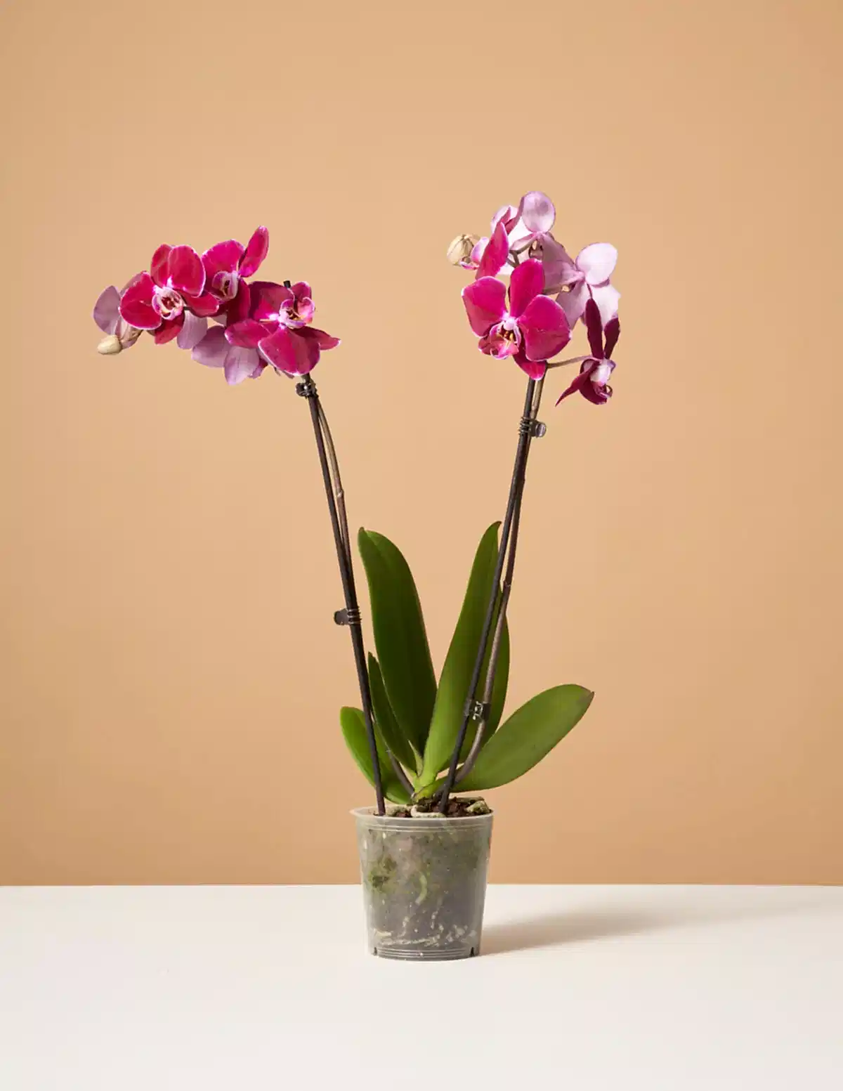 Dark Purple Orchid