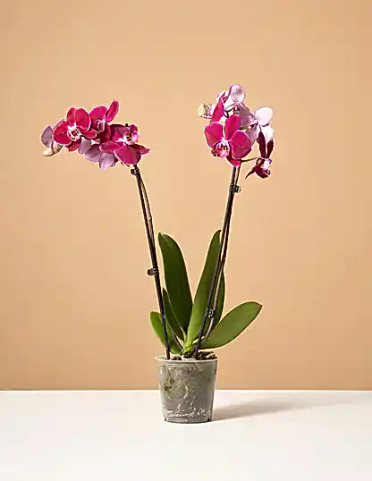 Dark Purple Orchid