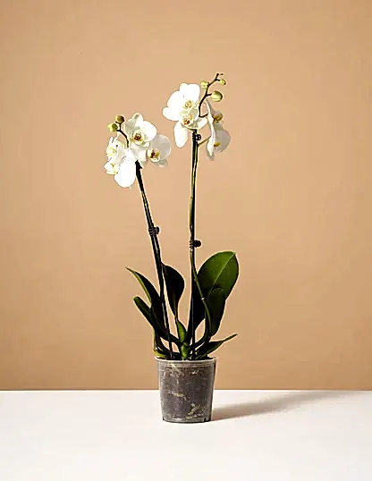 White Orchid