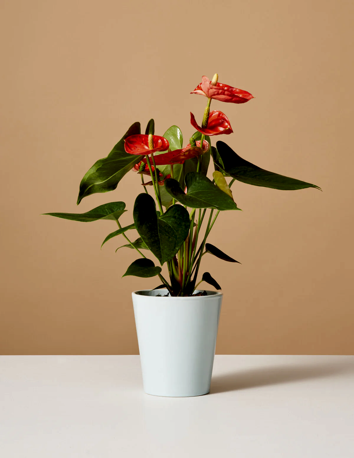 Coral Anthurium