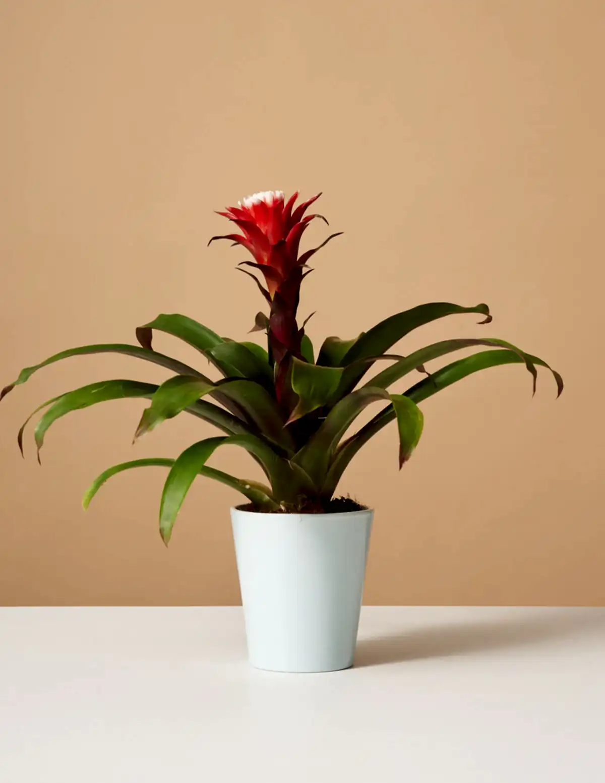 Bromeliad Red Guzmania Hope