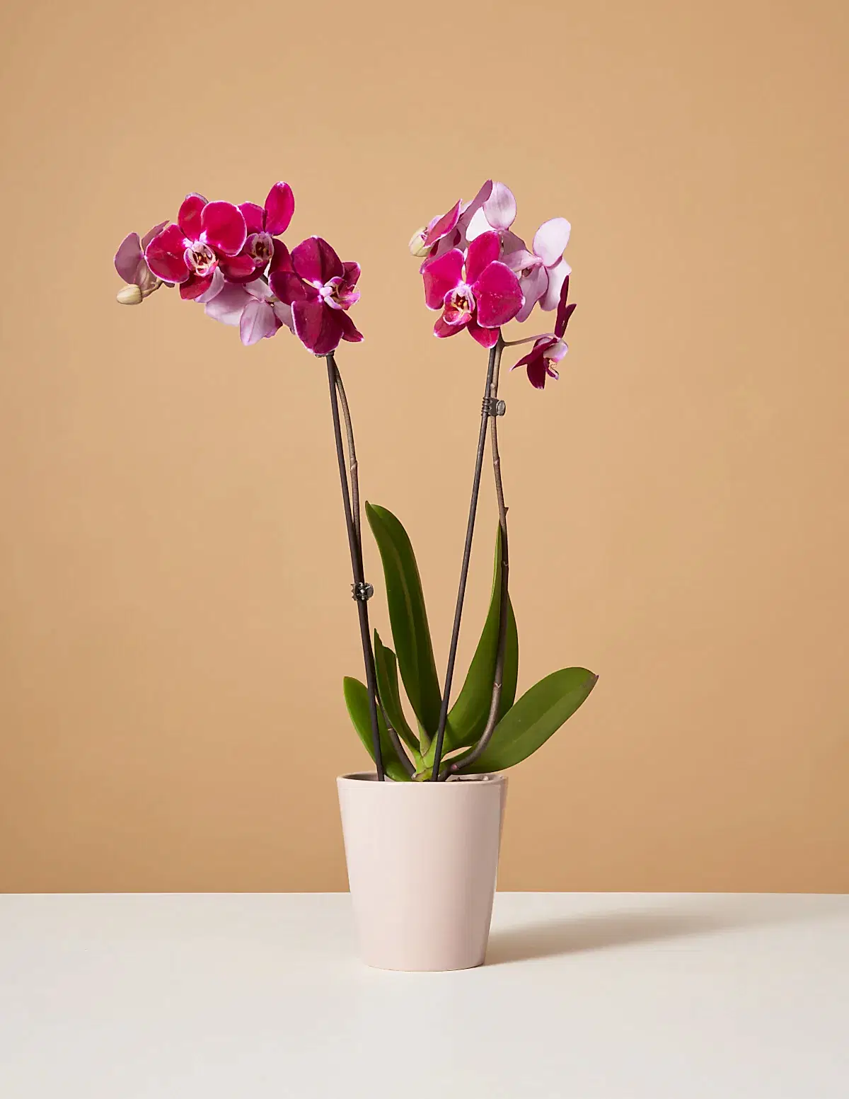Dark Purple Orchid