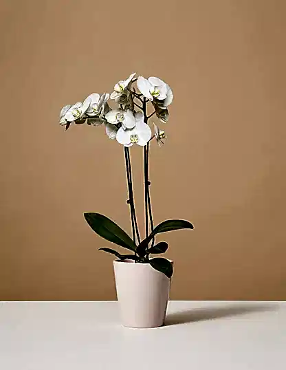 White Orchid