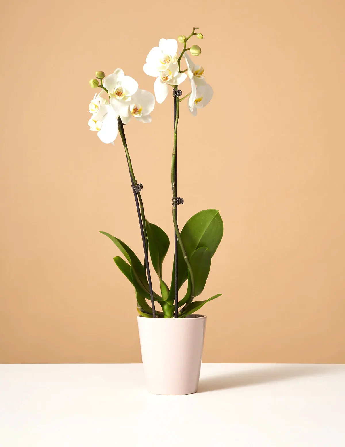 White Orchid