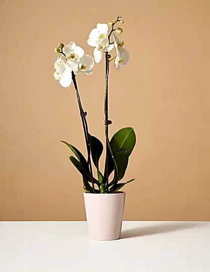 White Orchid