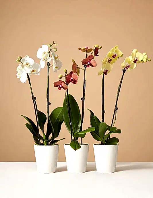 Orchid Subscription (6 Months)