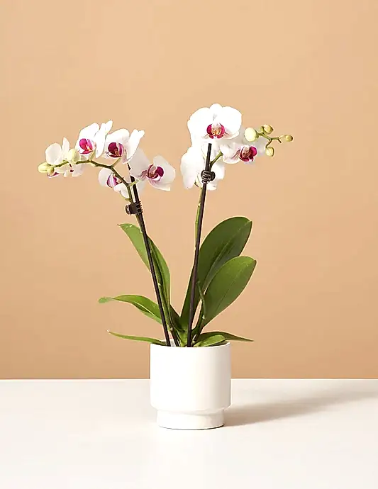 Petite White Orchid