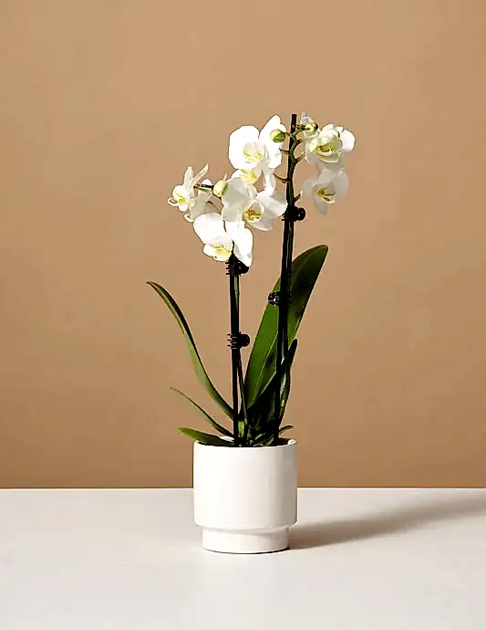Petite White Orchid with Yellow